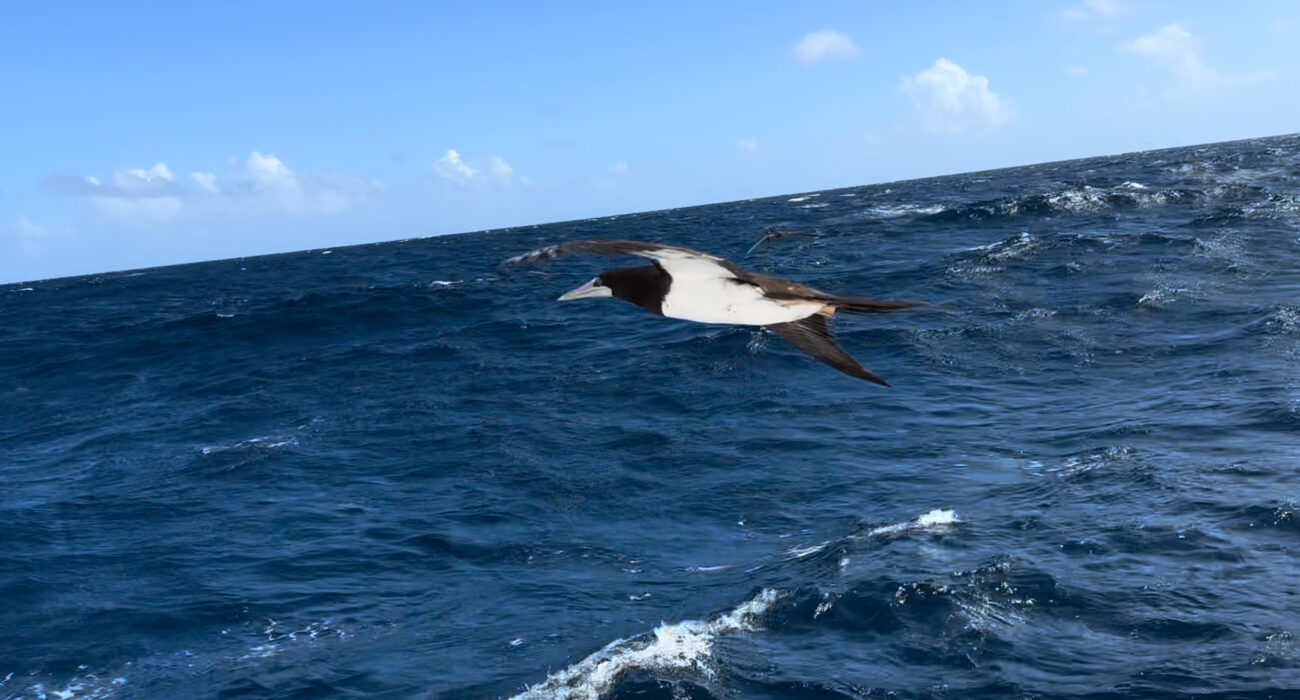 Atlantik_Sturmtaucher