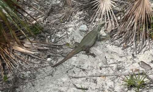 Iguana Dame
