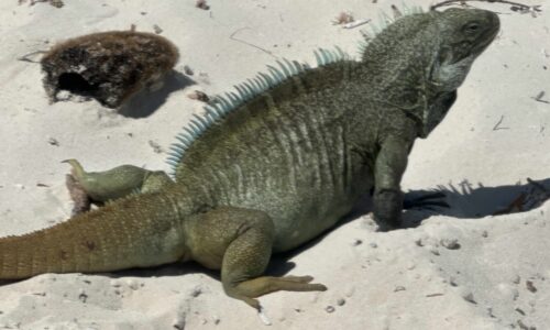 Iguana Mann