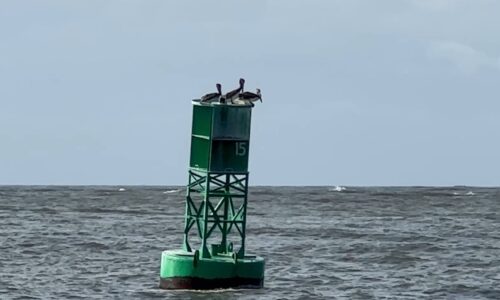 Boje mit Pelikanparty