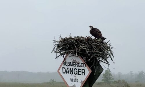 Seeadler im Nest