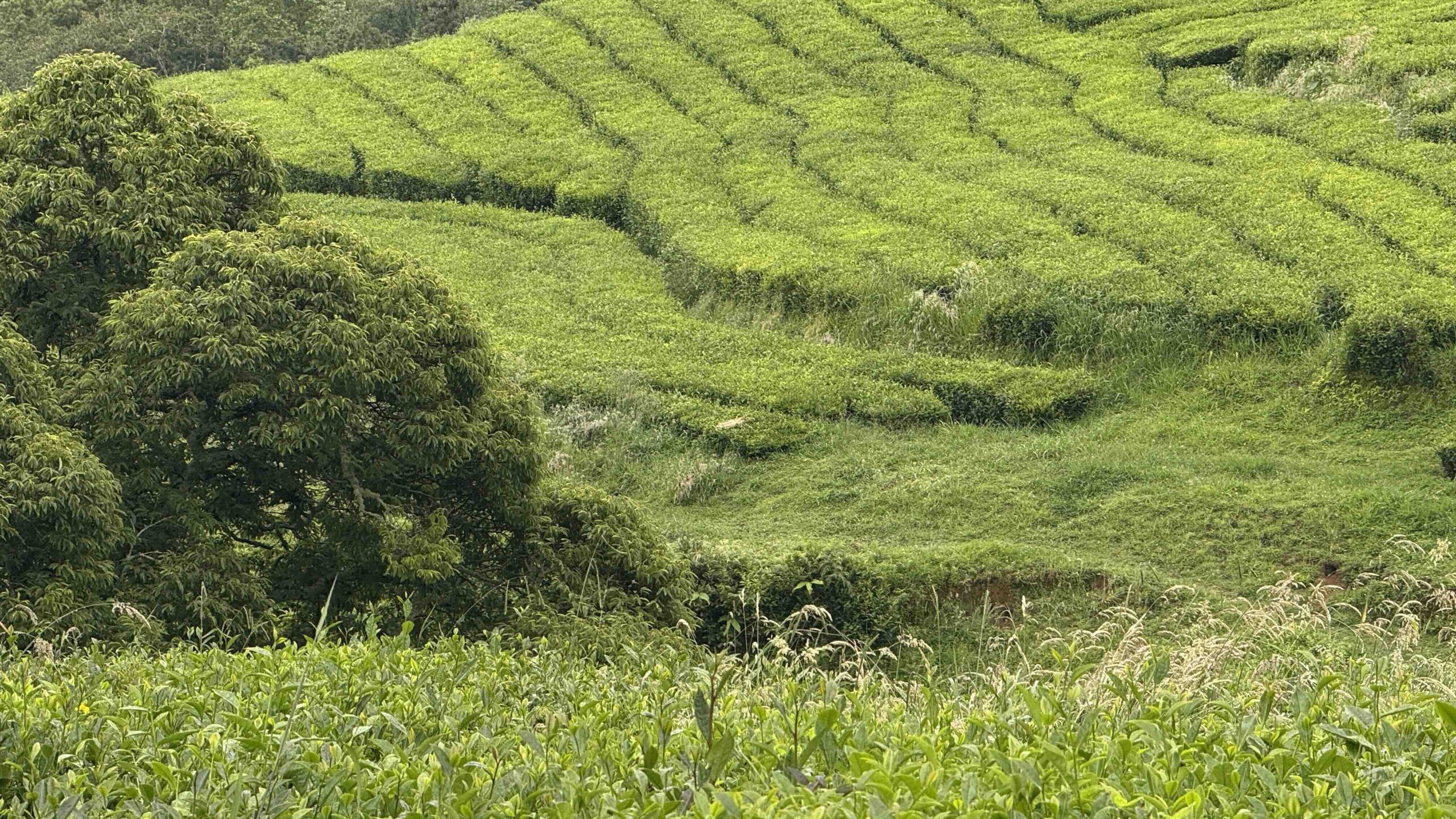 Teeplantage