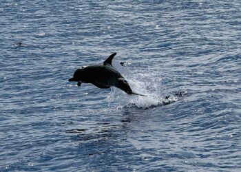 Delfin